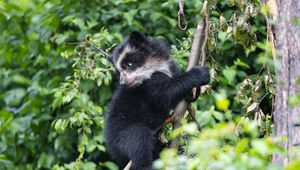 Preview wallpaper bear, cub, predator, tree