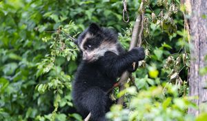Preview wallpaper bear, cub, predator, tree