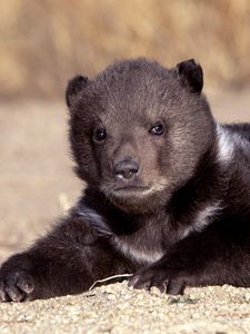 Preview wallpaper bear, cub, sitting, waiting