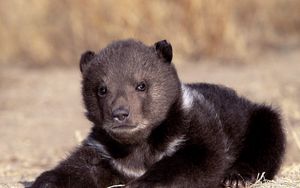 Preview wallpaper bear, cub, sitting, waiting