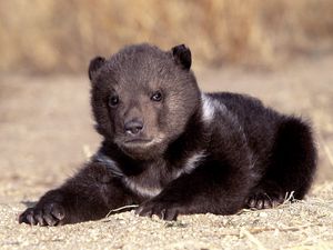 Preview wallpaper bear, cub, sitting, waiting