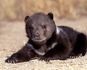 Preview wallpaper bear, cub, sitting, waiting