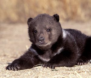 Preview wallpaper bear, cub, sitting, waiting