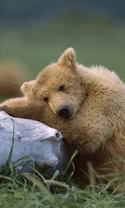 Preview wallpaper bear, cub, timber, lying