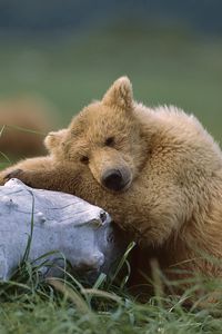 Preview wallpaper bear, cub, timber, lying