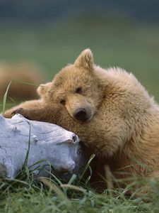 Preview wallpaper bear, cub, timber, lying