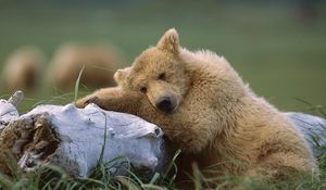 Preview wallpaper bear, cub, timber, lying