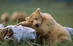 Preview wallpaper bear, cub, timber, lying