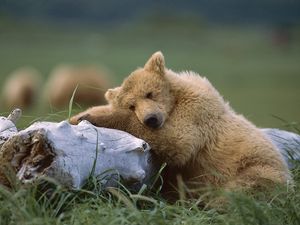 Preview wallpaper bear, cub, timber, lying