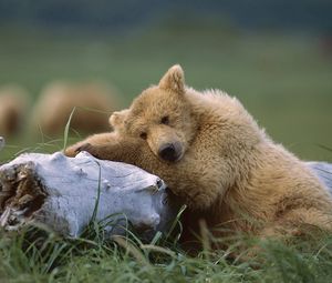 Preview wallpaper bear, cub, timber, lying