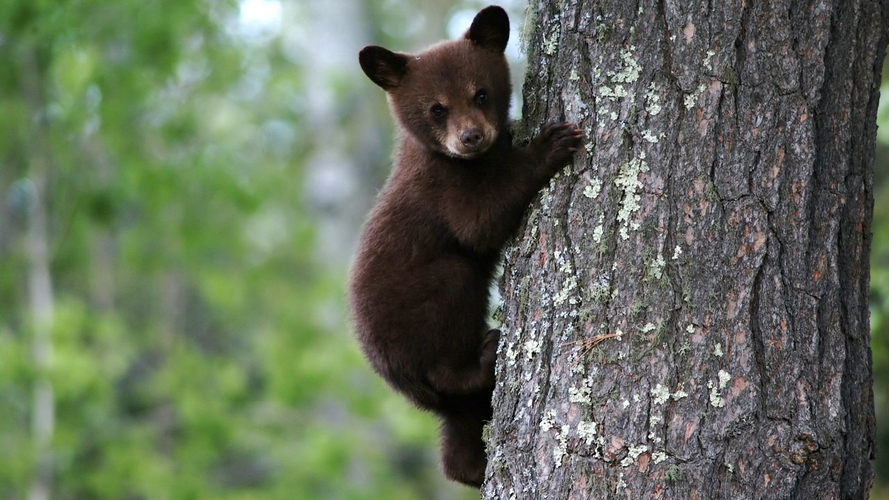 Wallpaper bear, cub, tree, trunk, bark