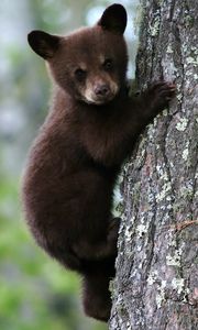 Preview wallpaper bear, cub, tree, trunk, bark