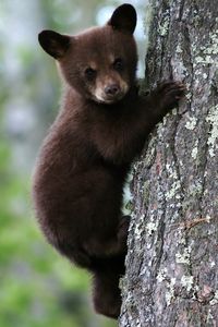 Preview wallpaper bear, cub, tree, trunk, bark