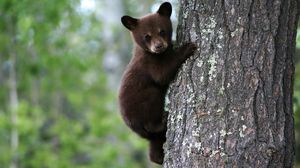 Preview wallpaper bear, cub, tree, trunk, bark