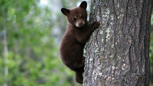 Preview wallpaper bear, cub, tree, trunk, bark