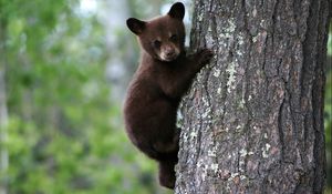 Preview wallpaper bear, cub, tree, trunk, bark