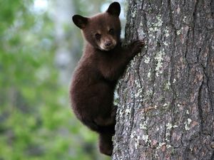 Preview wallpaper bear, cub, tree, trunk, bark