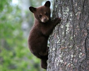 Preview wallpaper bear, cub, tree, trunk, bark