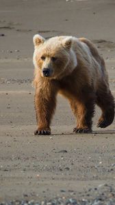 Preview wallpaper bear, cub, walk, walking