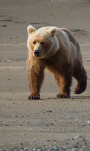 Preview wallpaper bear, cub, walk, walking