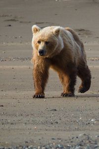 Preview wallpaper bear, cub, walk, walking