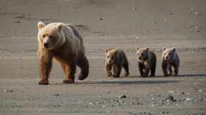 Preview wallpaper bear, cub, walk, walking