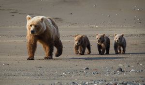 Preview wallpaper bear, cub, walk, walking