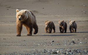 Preview wallpaper bear, cub, walk, walking