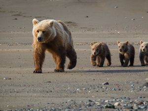 Preview wallpaper bear, cub, walk, walking