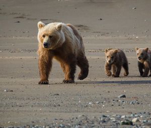 Preview wallpaper bear, cub, walk, walking