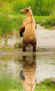 Preview wallpaper bear, cubs, walk, family