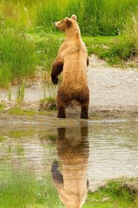 Preview wallpaper bear, cubs, walk, family