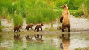 Preview wallpaper bear, cubs, walk, family