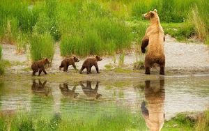 Preview wallpaper bear, cubs, walk, family