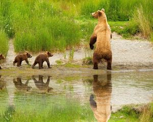 Preview wallpaper bear, cubs, walk, family