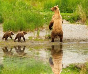 Preview wallpaper bear, cubs, walk, family