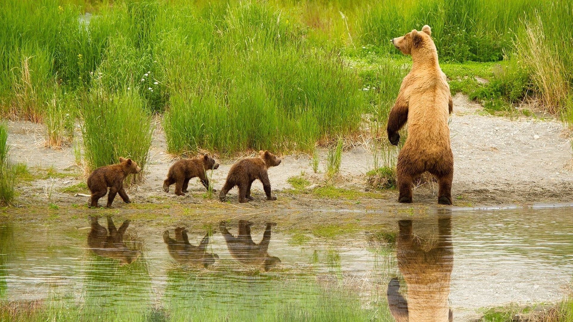 Download wallpaper 1920x1080 bear, cubs, walk, family full hd, hdtv ...