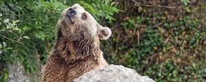 Preview wallpaper bear, cute, funny, stone, wildlife