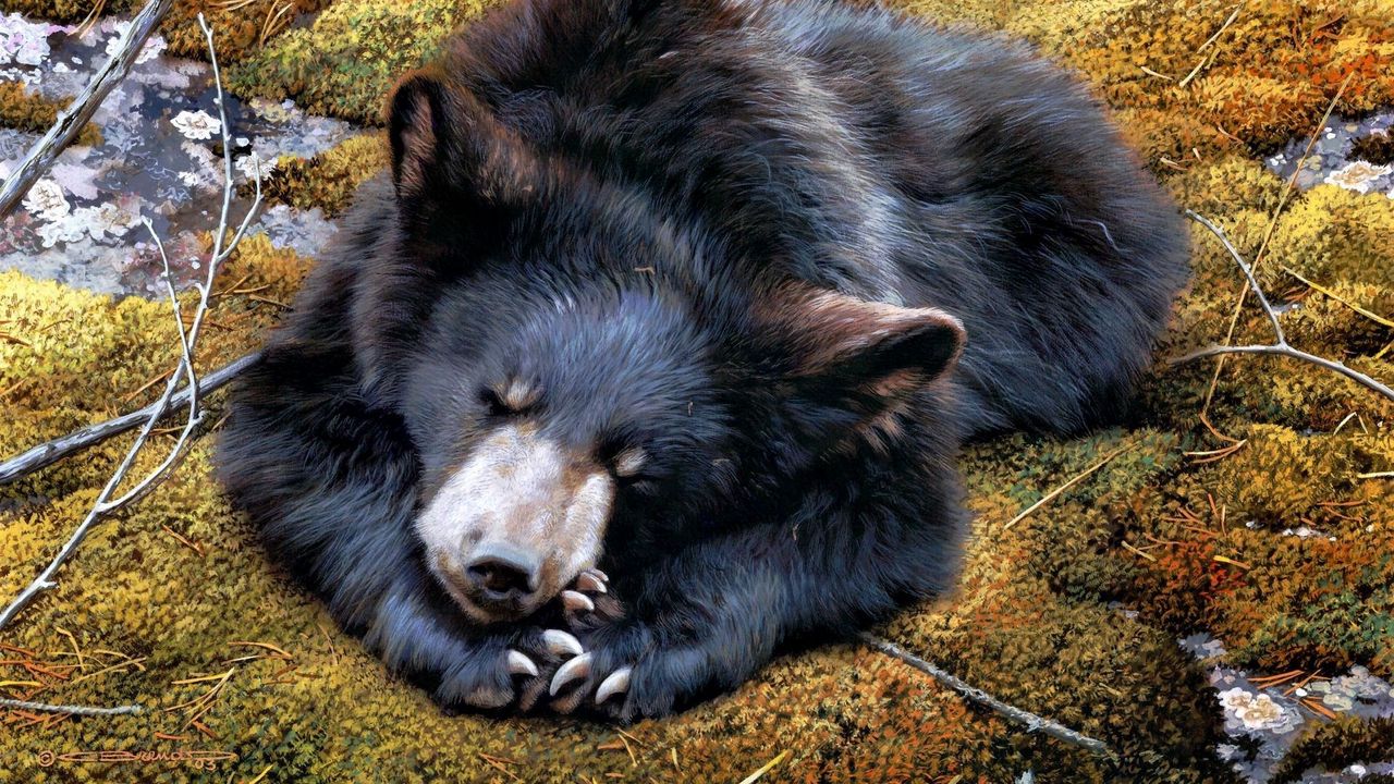 Wallpaper bear, down, moss, species