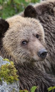 Preview wallpaper bear, face, cute, brown