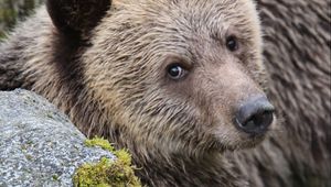 Preview wallpaper bear, face, cute, brown