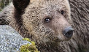 Preview wallpaper bear, face, cute, brown