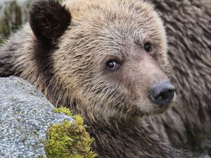Preview wallpaper bear, face, cute, brown
