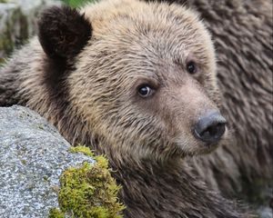 Preview wallpaper bear, face, cute, brown