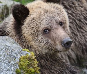 Preview wallpaper bear, face, cute, brown