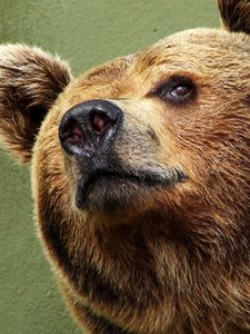 Preview wallpaper bear, face, happy, eyes
