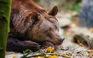Preview wallpaper bear, face, lie down, rest