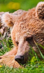 Preview wallpaper bear, face, tired, grass, lie