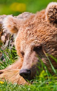 Preview wallpaper bear, face, tired, grass, lie