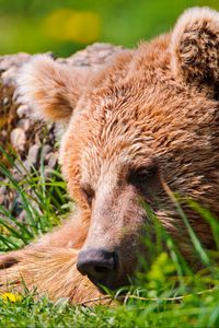 Preview wallpaper bear, face, tired, grass, lie